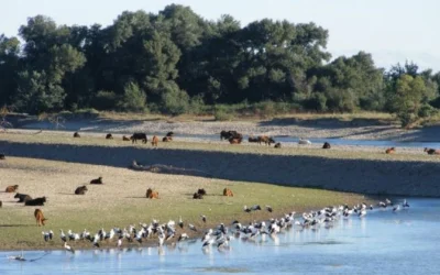 Explora la Reserva Natural de los Sotos de Alfaro